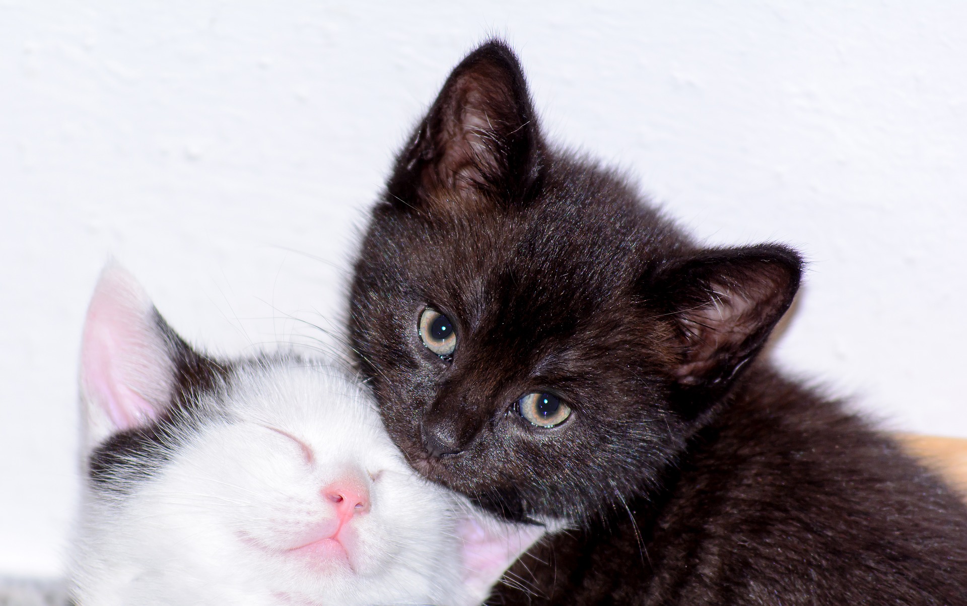 dwa małe kotki, czarny i biały