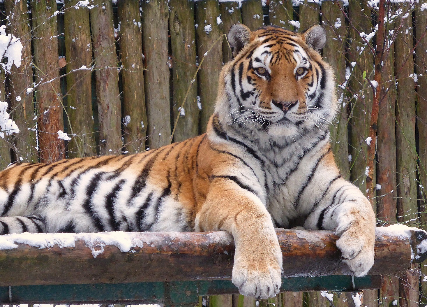 tygrys w gdańskim zoo