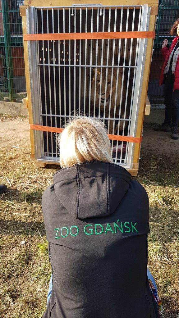 Lew Aion Zoo gdańsk
