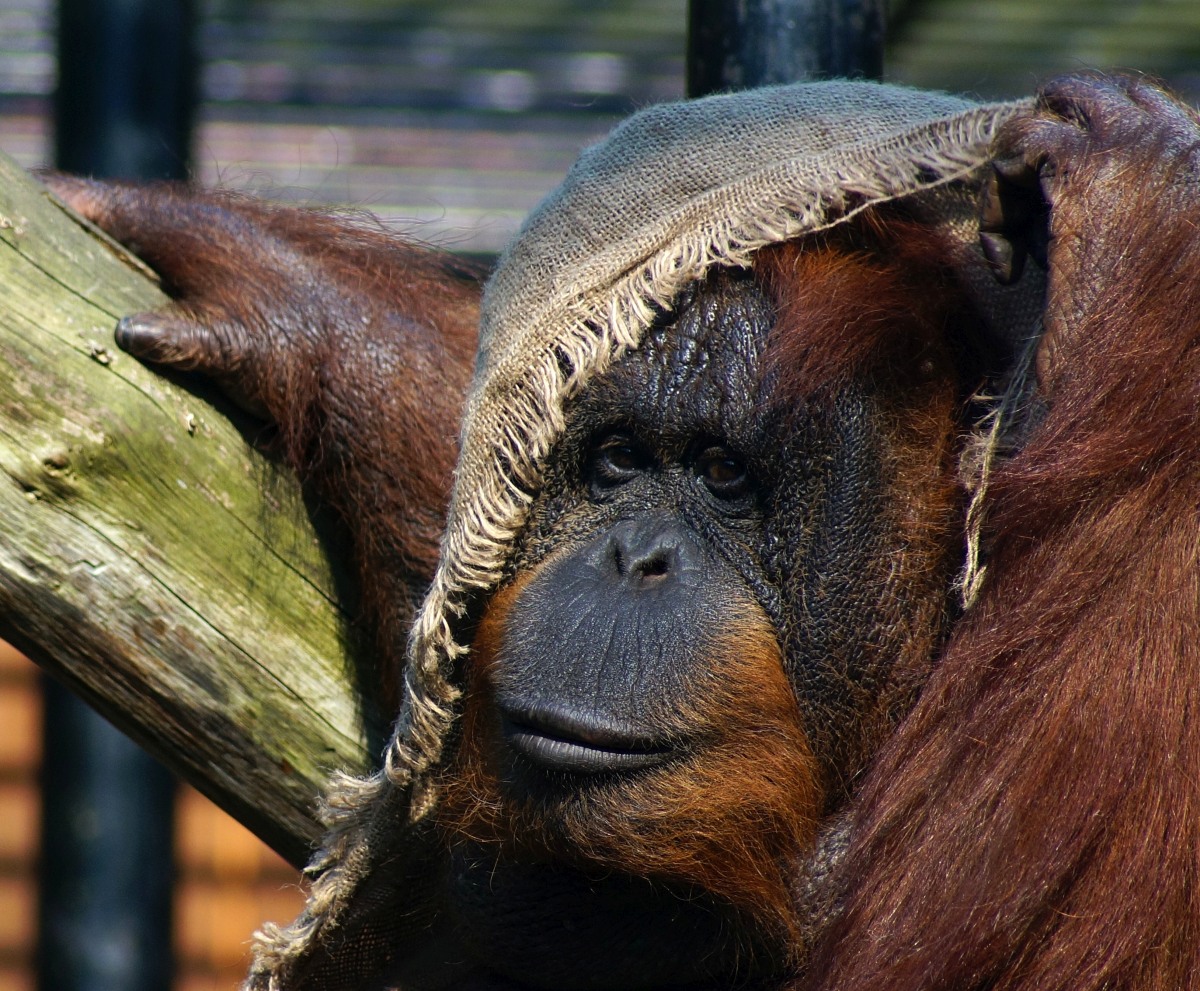 Ocalmy Orangutany #OLEJOLEJ