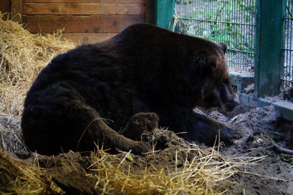 Niedźwiedź zoo gdańsk