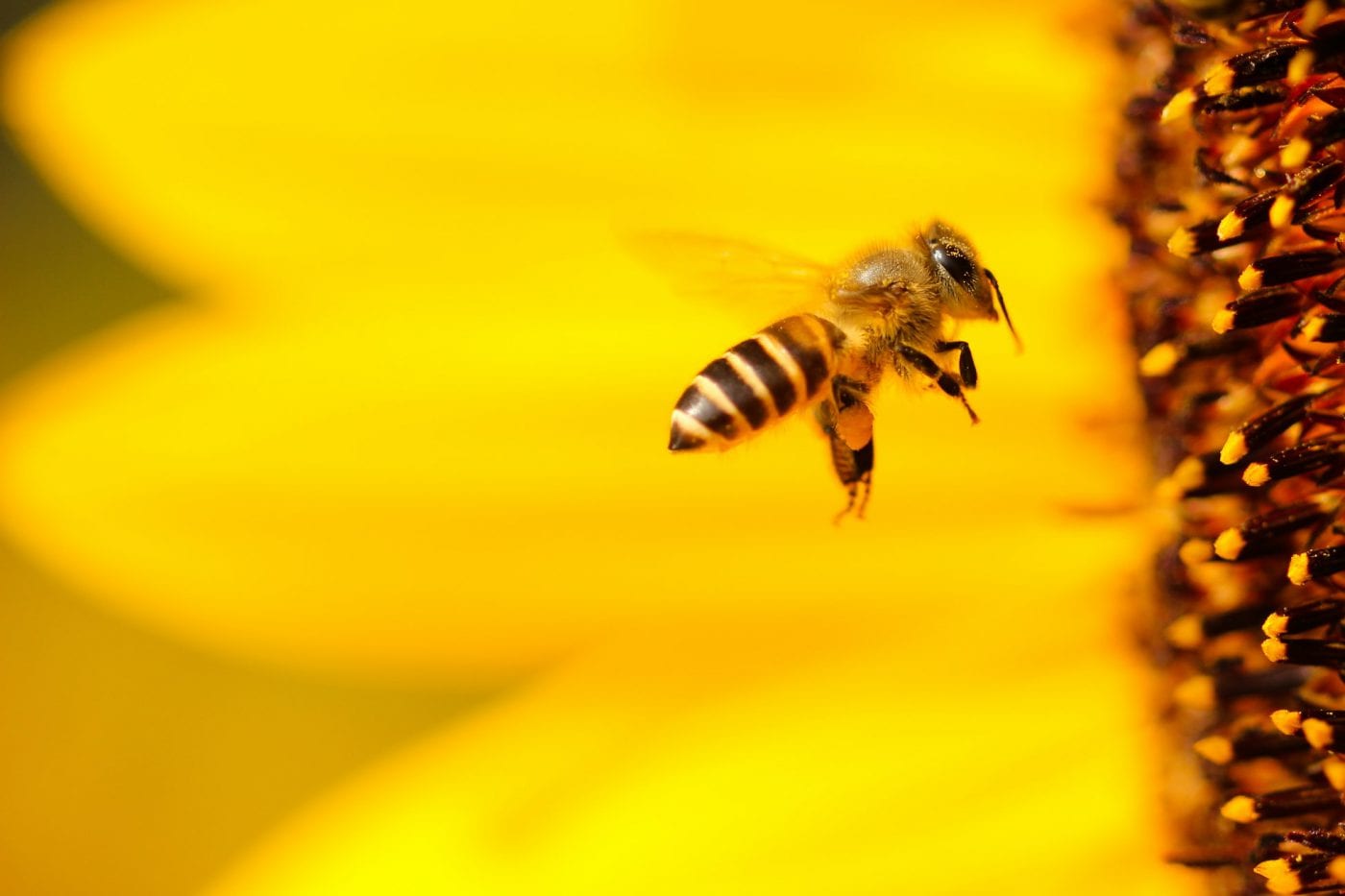 Już 20 czerwca zapraszamy do „Świata pszczół”!