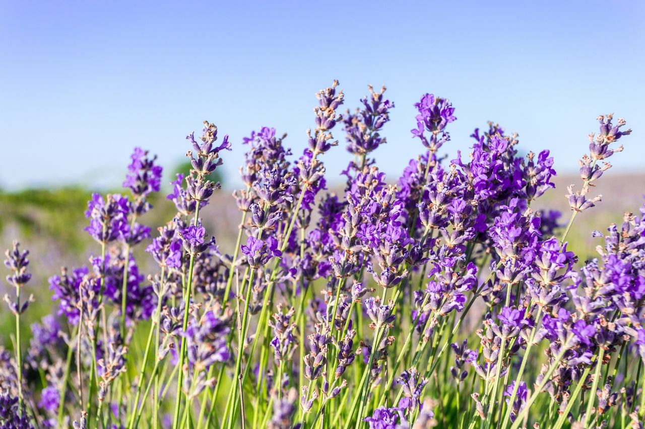 lavender-plants-growing-field