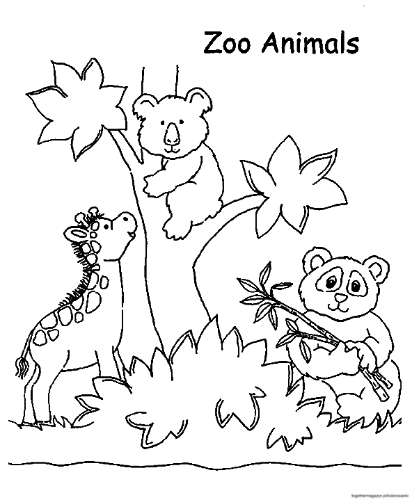 Kolorowanki zwierzęta - pobierz i pokoloruj małe zwierzęta z zoo
