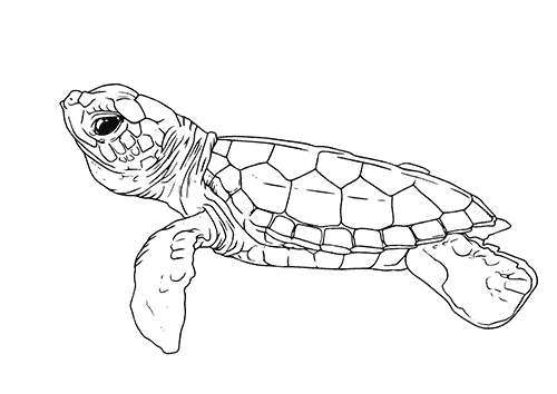 Kolorowanki zwierzęta - pobierz i pokoloruj małego żółwia morskiego