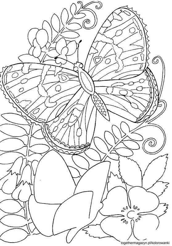 kolorowanki dla dorosłych kwiaty - pokoloruj motyla na kwiatach