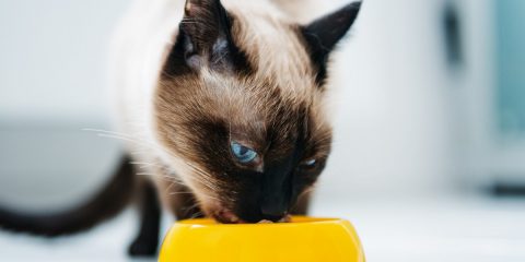 Karma dla kota - sucha czy mokra