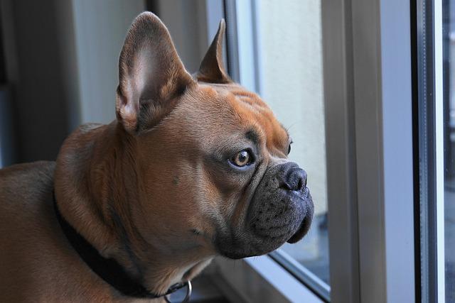 karma dla psa - mały buldożek patrzy się przez okno