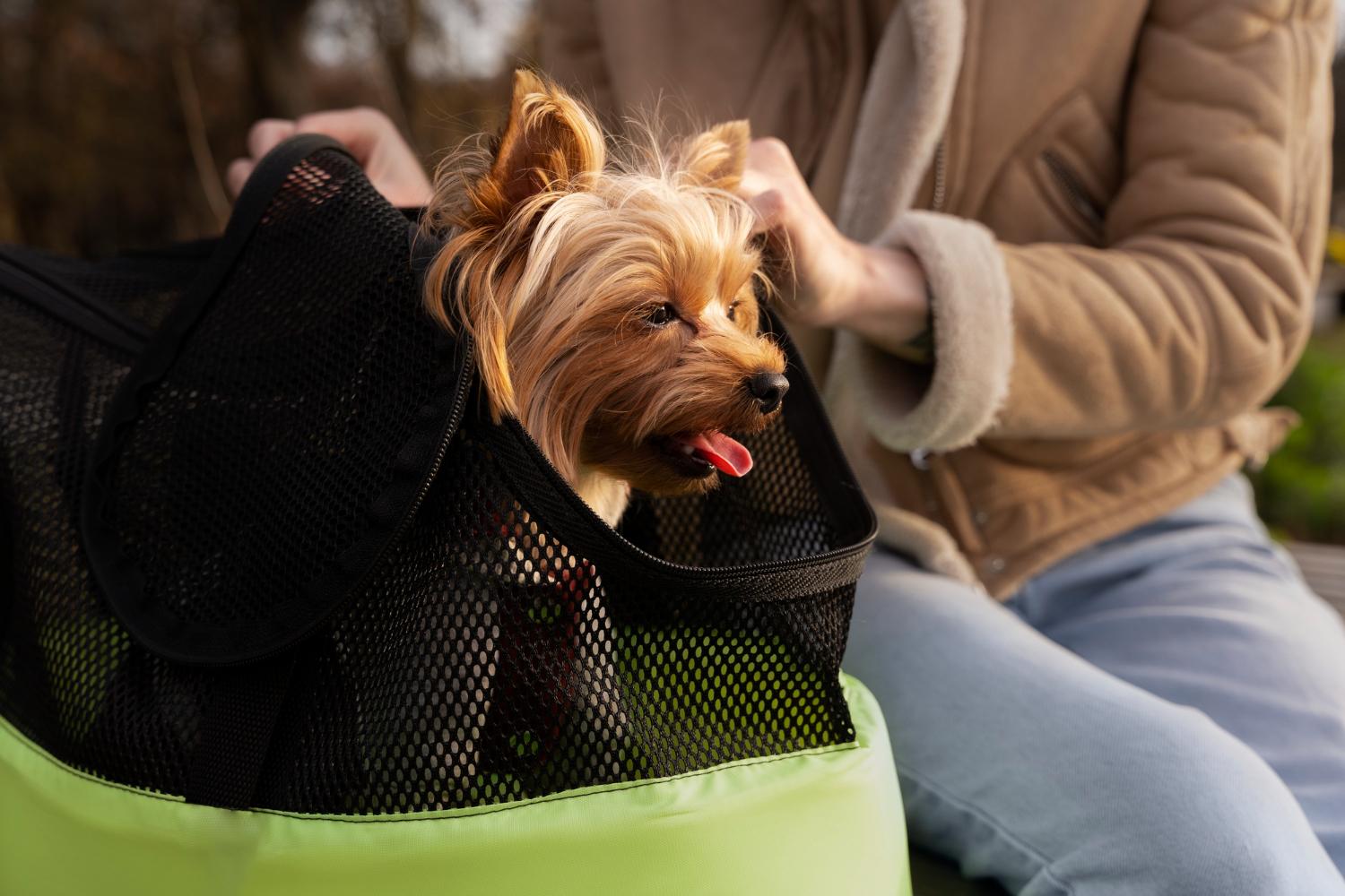 Podróże z psem – jak się do tego przygotować?