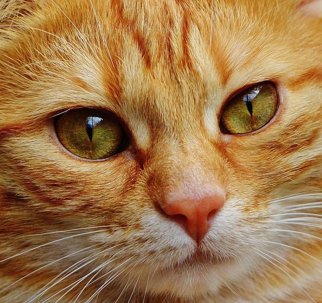 Zapalenie spojówek u kota: Przyczyny, objawy, leczenie i profilaktyka