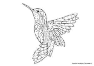 Ptaki kolorowanki - pobierz i pokoloruj za darmo piękną mandalę z kolibrem!