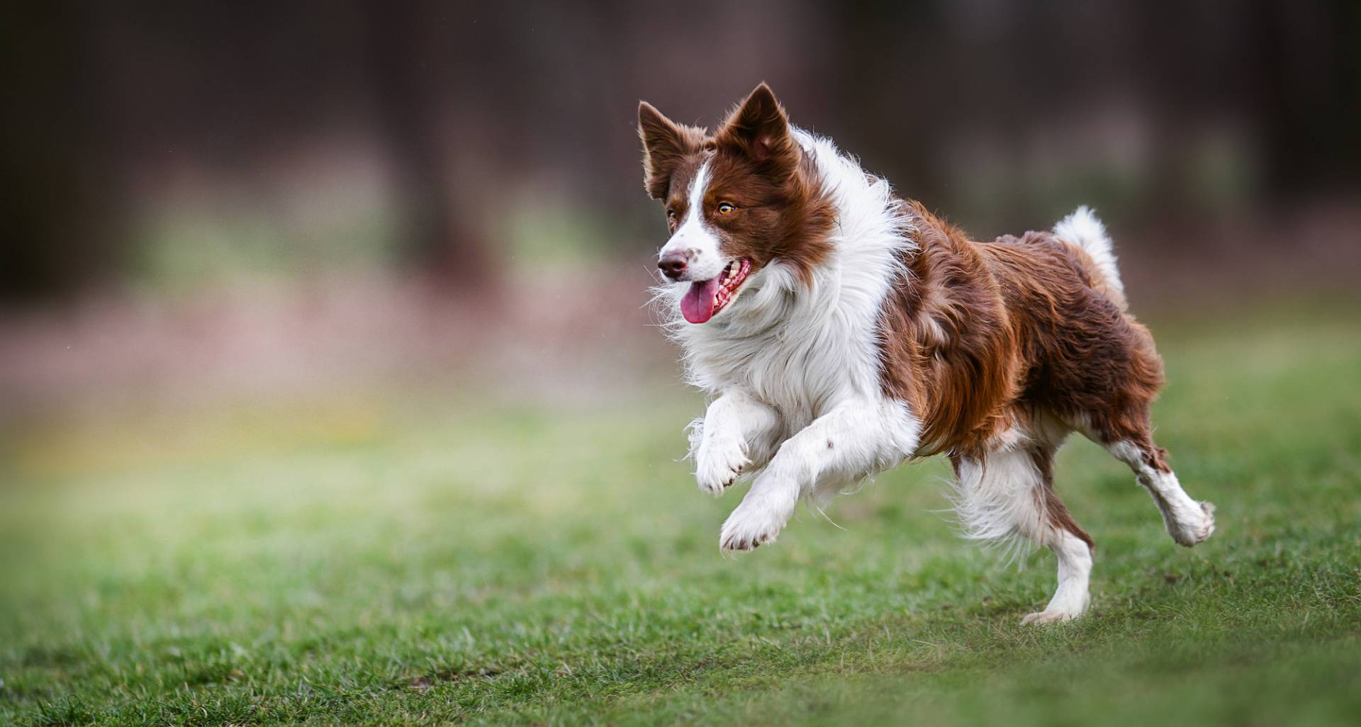 Adult brown white border collie run very fast in training day. H