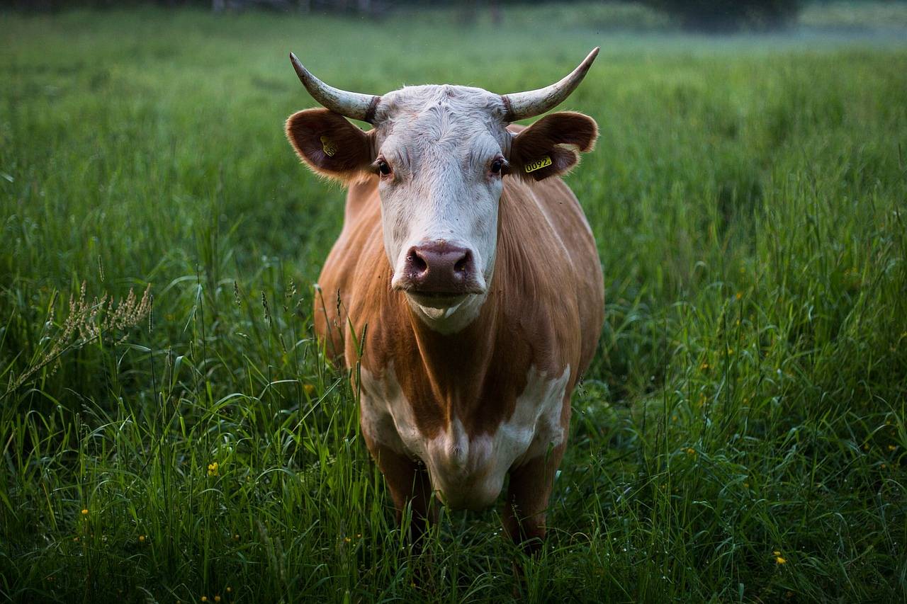 krowa na polu