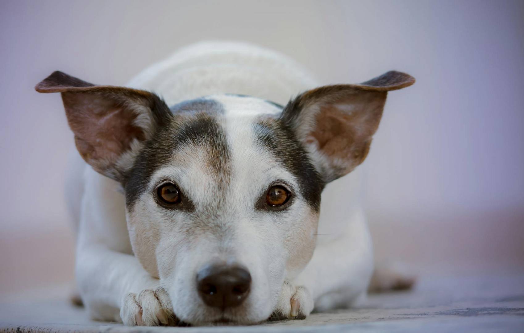 Karma bytowa dla psa – dlaczego jest najlepszym wyborem?