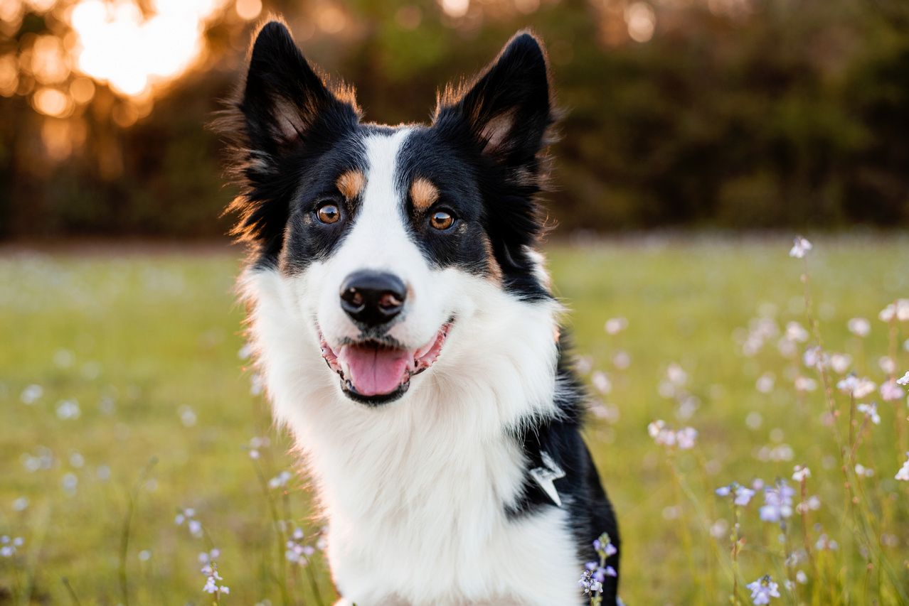 Jak spędzać wolny czas z psem rasy Border Collie?