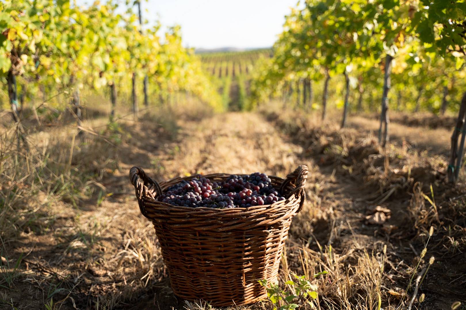 freshly harvested grapes in wicker baskets in the vineyard