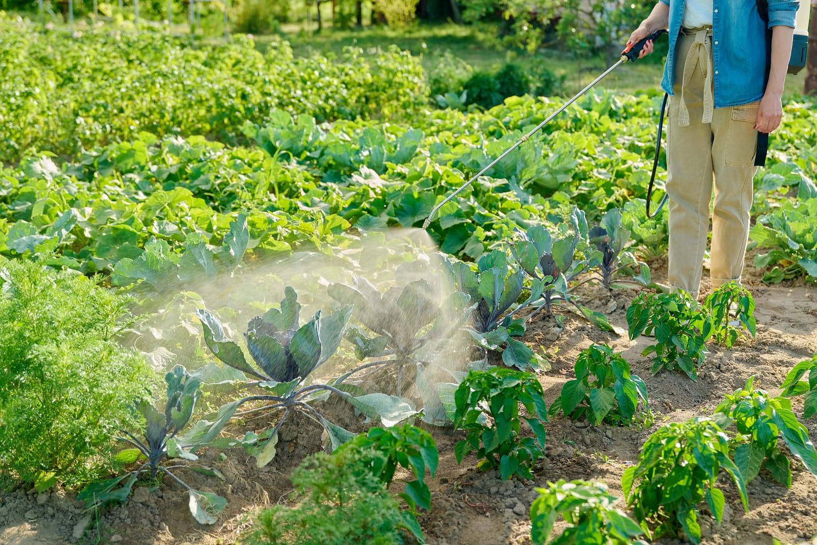 55961484 gardener woman with spray backpack spraying blue cabbage plants in garden wp