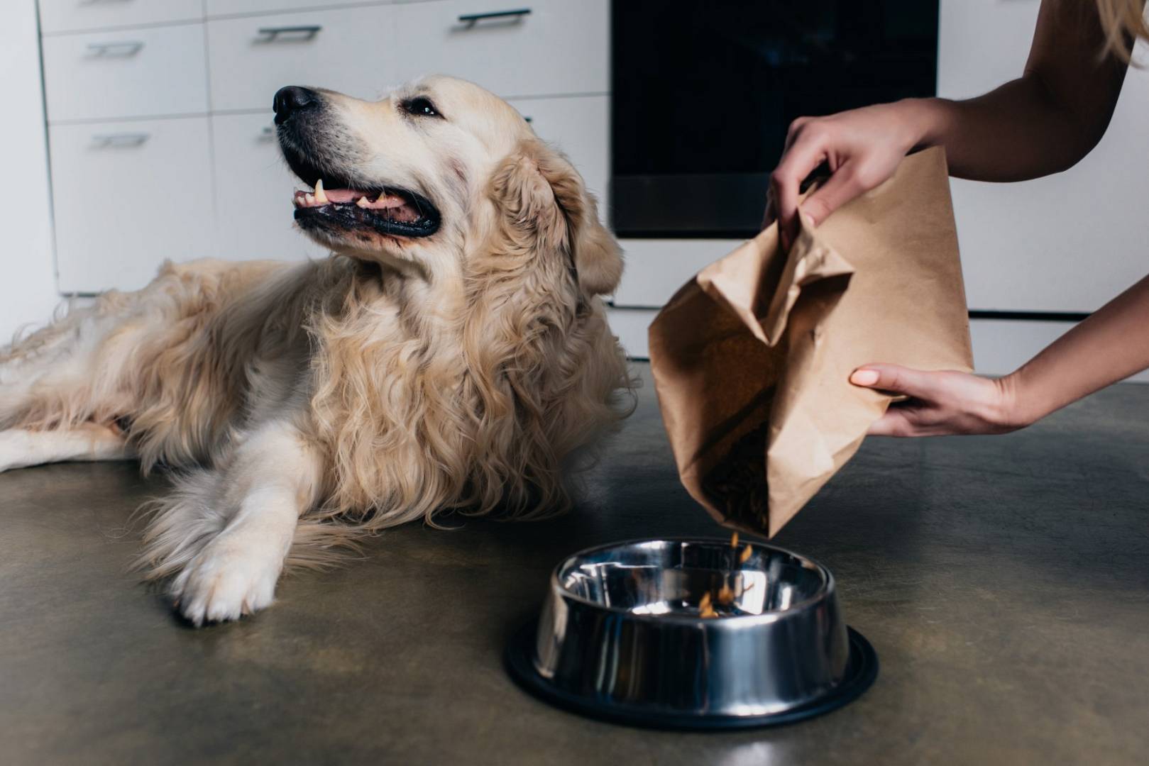 partial view of woman pouring pet food in bowl to golden retriev