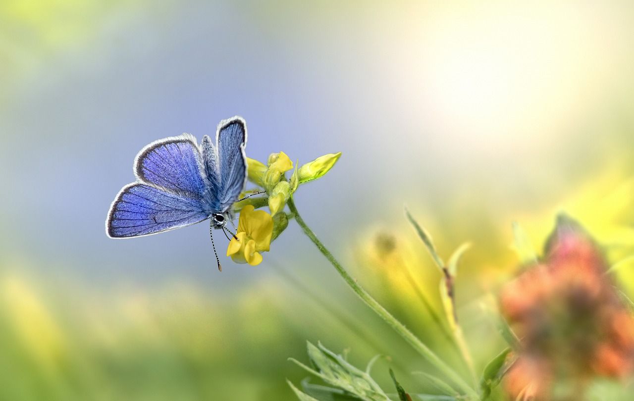 Niebieski motyl Morpho peleides - jeden z największych i najpiękniejszych okazów na świecie