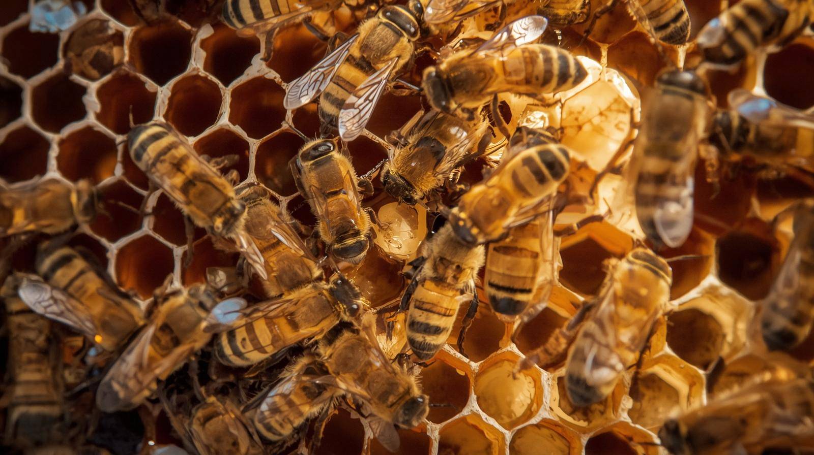 heksagon cichy wladca wp