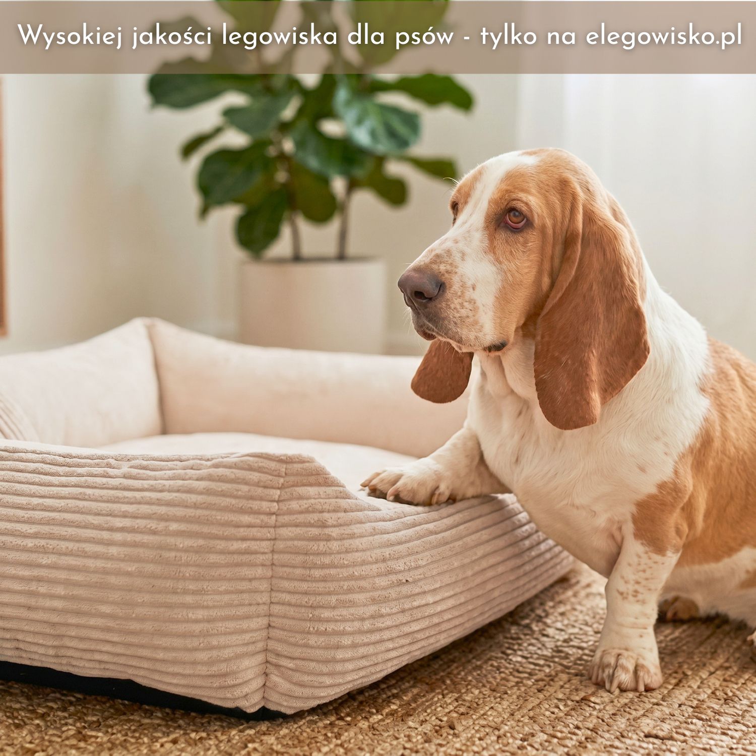 legowiska dla psa od e-legowisko.pl